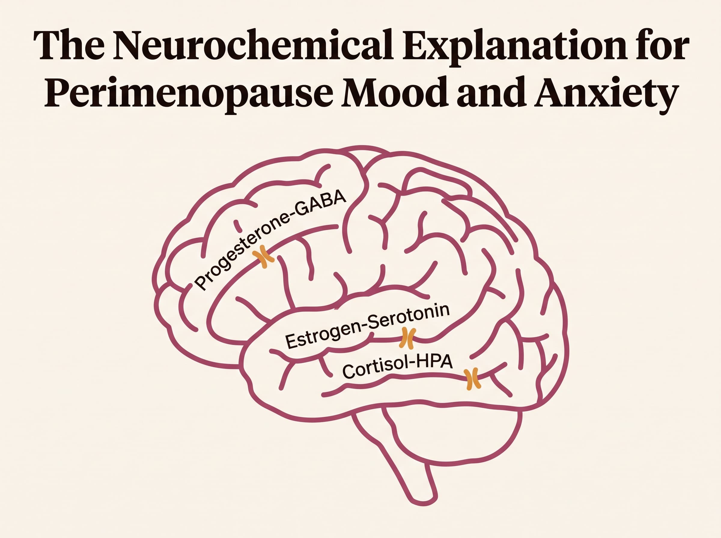 The Neurochemical Reason Your Mood and Anxiety Changed in Perimenopause